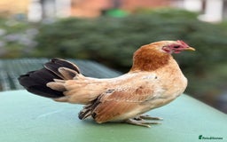 Chickens poultry for sale: Serama chicks for sale  - Image 4