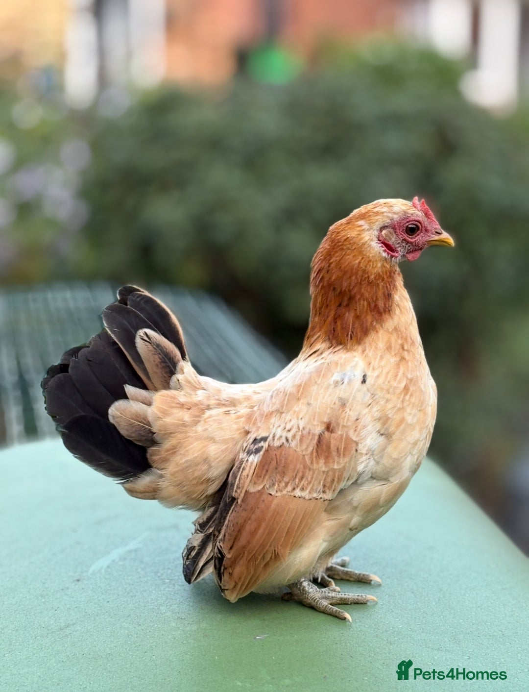 Chickens poultry for sale: Serama chicks for sale  - Image 4
