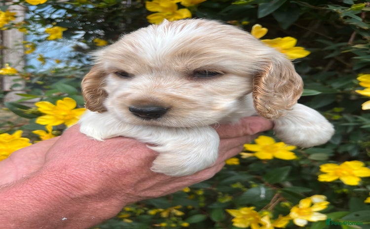 Cocker Spaniel dogs - Advert 3