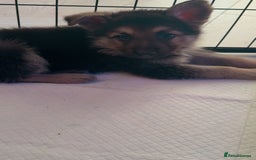 German Shepherd dogs for sale: German shepherd puppies  - Image 5