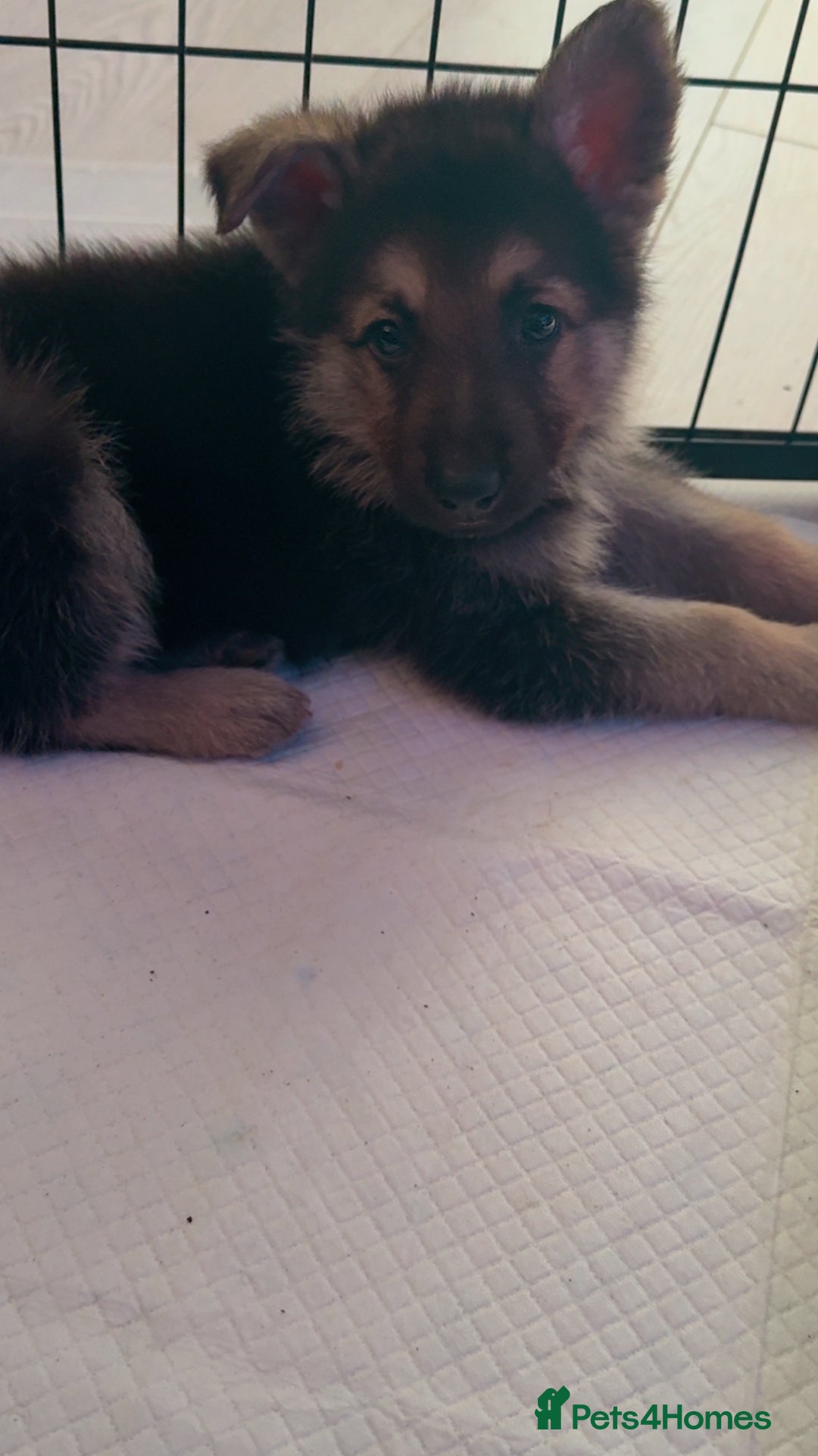 German Shepherd dogs for sale: German shepherd puppies  - Image 5