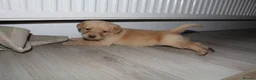 Labrador Retriever dogs for sale: Fox red/golden Labrador - Advert 4
