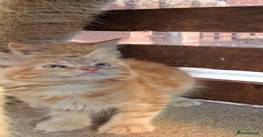 Maine Coon cats - Advert 15