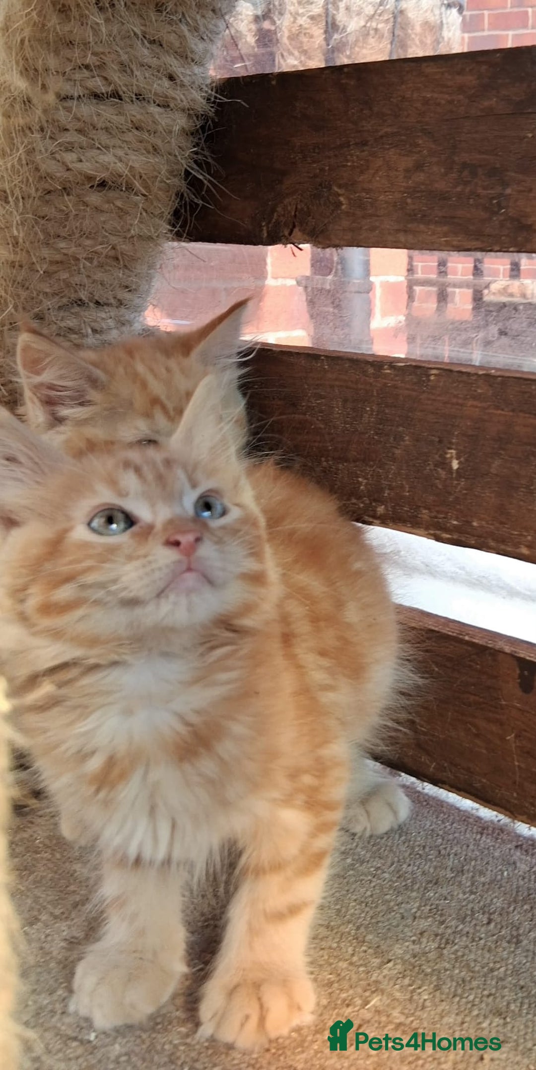 Maine Coon cats for sale: Maine coon  - Image 2