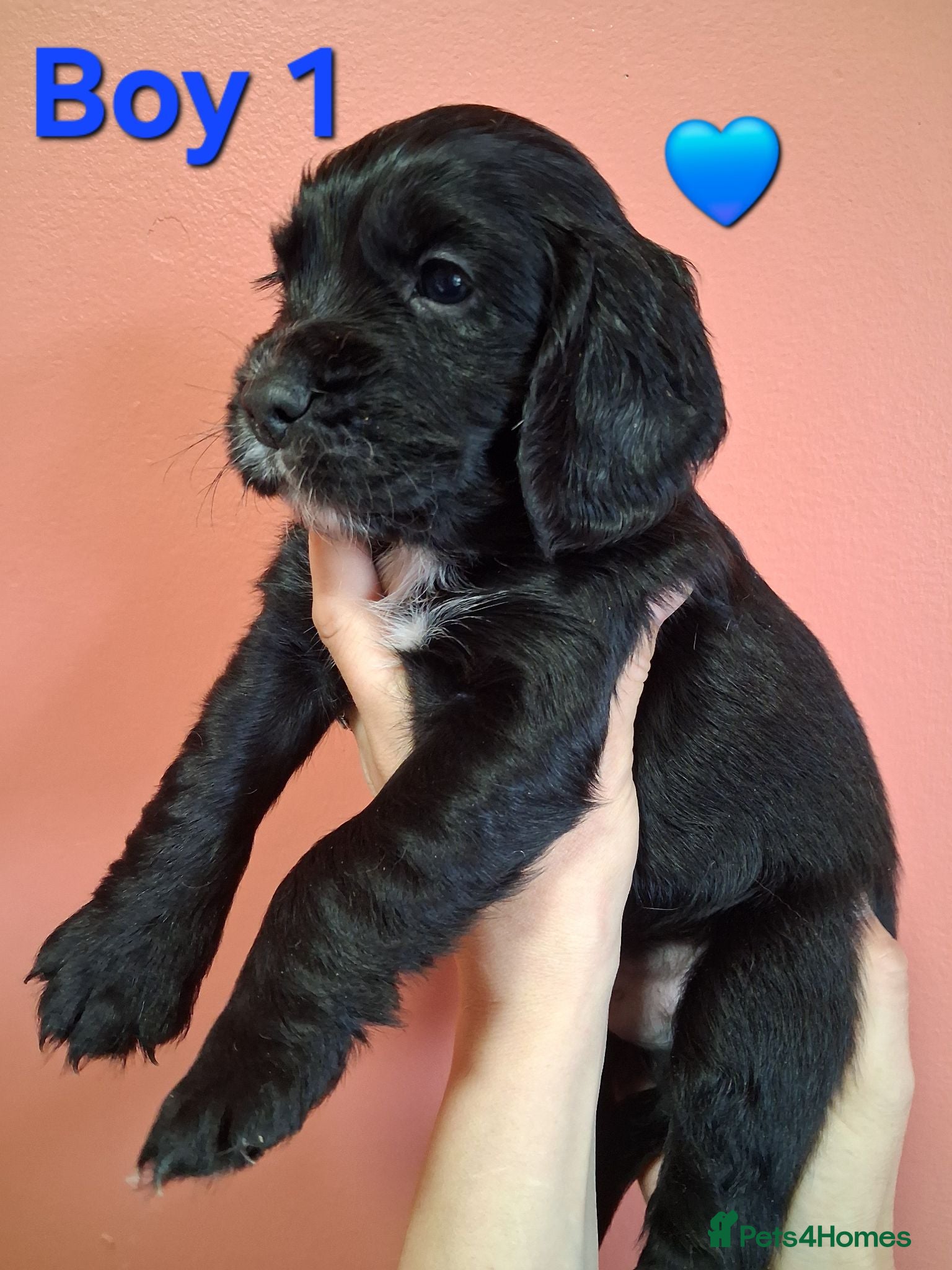 Cocker Spaniel dogs 3 lovely kc working cocker spaniels DNA  clear  - Advert 5