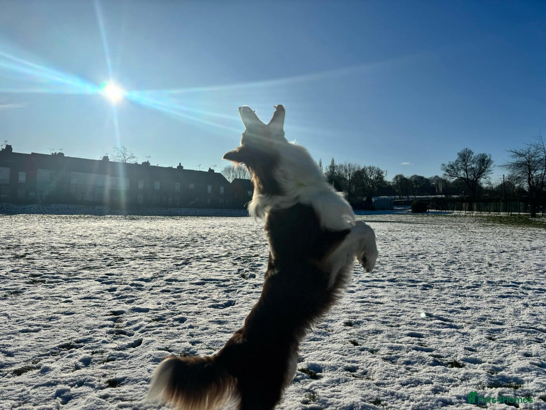 Border Collie dogs for stud: KC Border Collie for stud in Mansfield - Advert 10