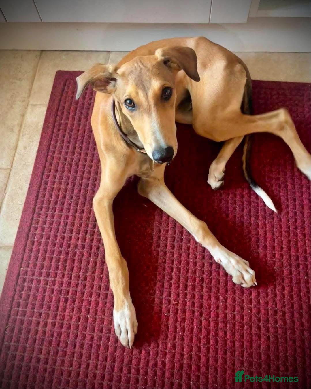 Mixed Breed dogs Little Orion 5 months old - Advert 1