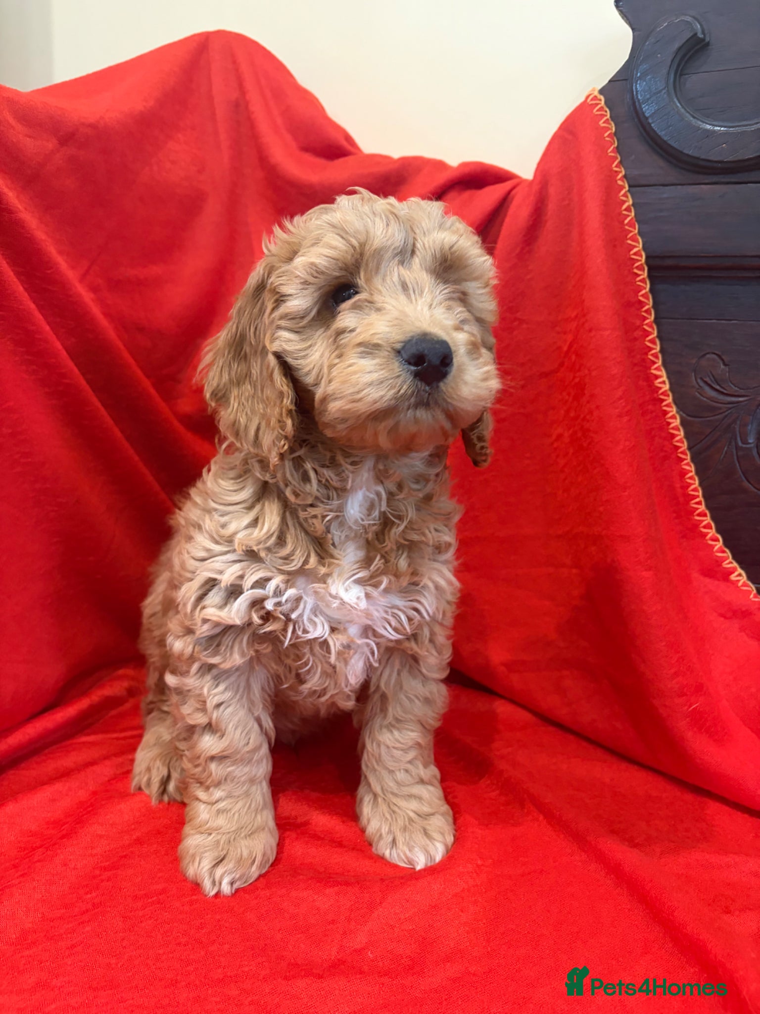 Cockapoo dogs FULLY HEALTH TESTED GOLD COCKAPOOS  - Advert 1
