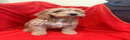 Cockapoo dogs for sale: FULLY HEALTH TESTED GOLD COCKAPOOS  - Advert 4