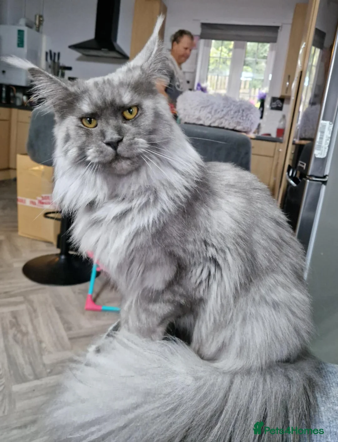 Maine Coon cats for sale: 6 stunning Maine coon kittens  - Advert 1