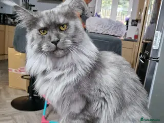 Maine Coon cats 6 stunning Maine coon kittens - Advert 1