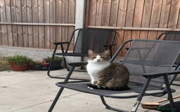 Domestic Shorthair cats for sale: Adorable 8 week old Kittens  - Image 6