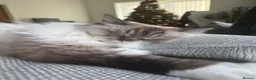 Ragdoll cats for sale: Gorgeous ragdoll girl  - Advert 4