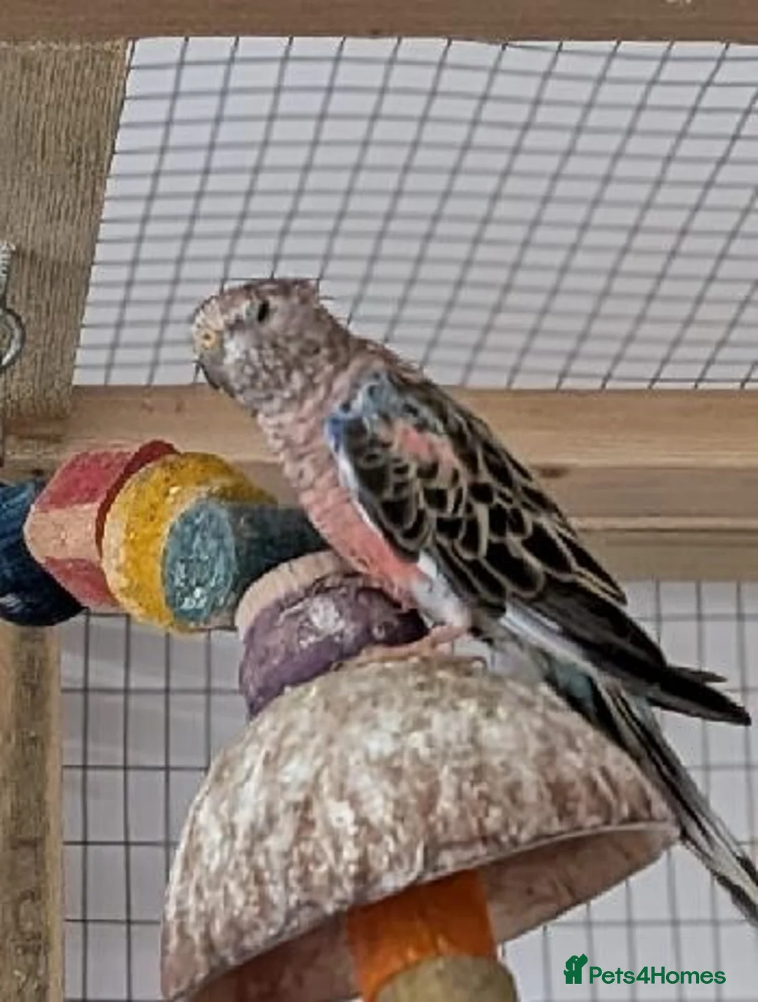 Parakeets birds for sale: Two Rosa Bourkes & two Kakarikis for new perch - Advert 2