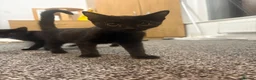 Domestic Shorthair cats for sale: 2 Female domestic shorthair kittens in Wigan - Advert 5