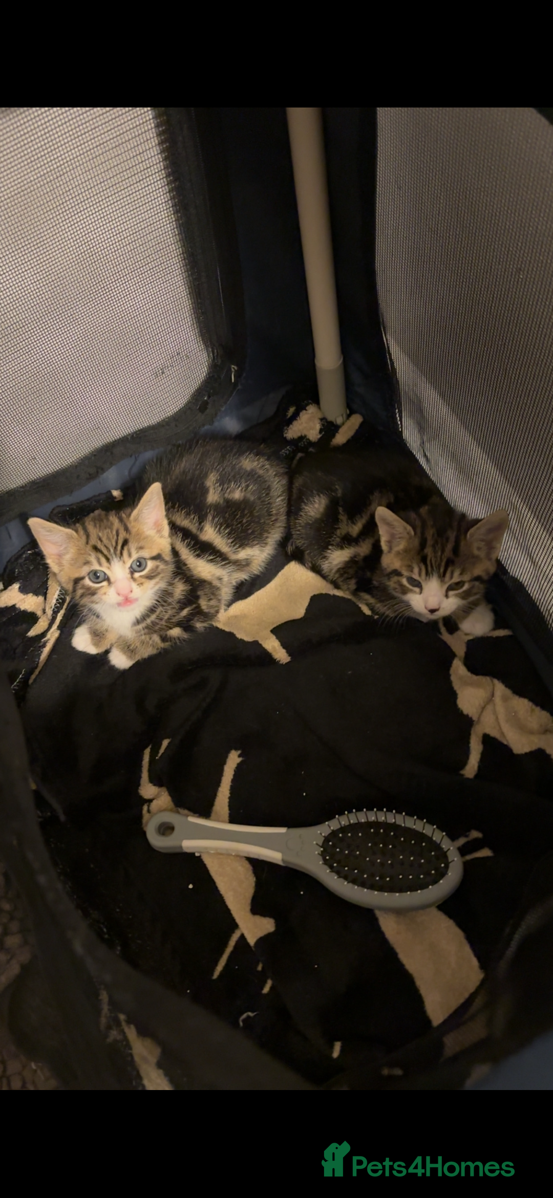 American Shorthair cats for sale: Kittens for Sale - Advert 12
