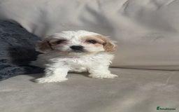 Cavachon dogs for sale: Cavachon f2 puppies  - Image 1