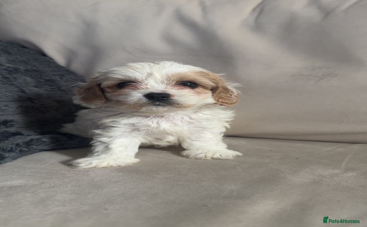 Cavachon dogs - Advert 2