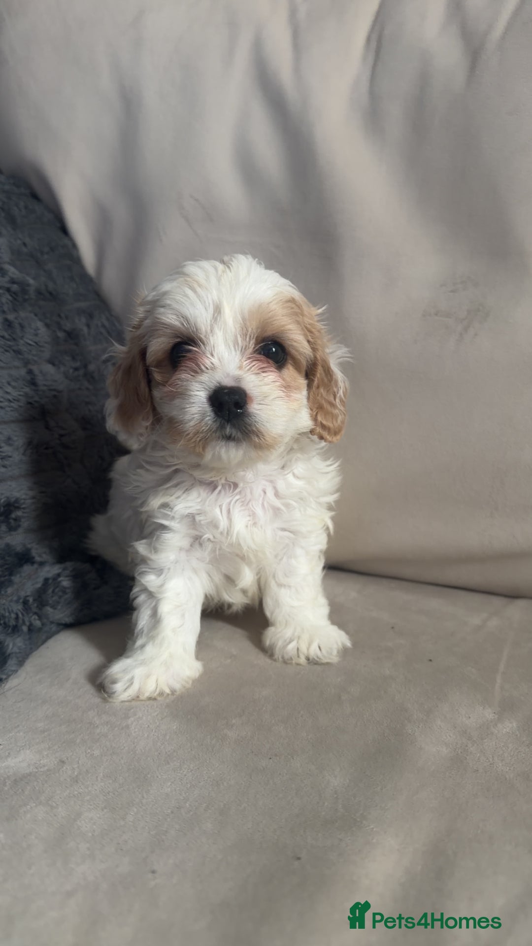 Cavachon dogs for sale: Cavachon f2 puppies  - Image 1