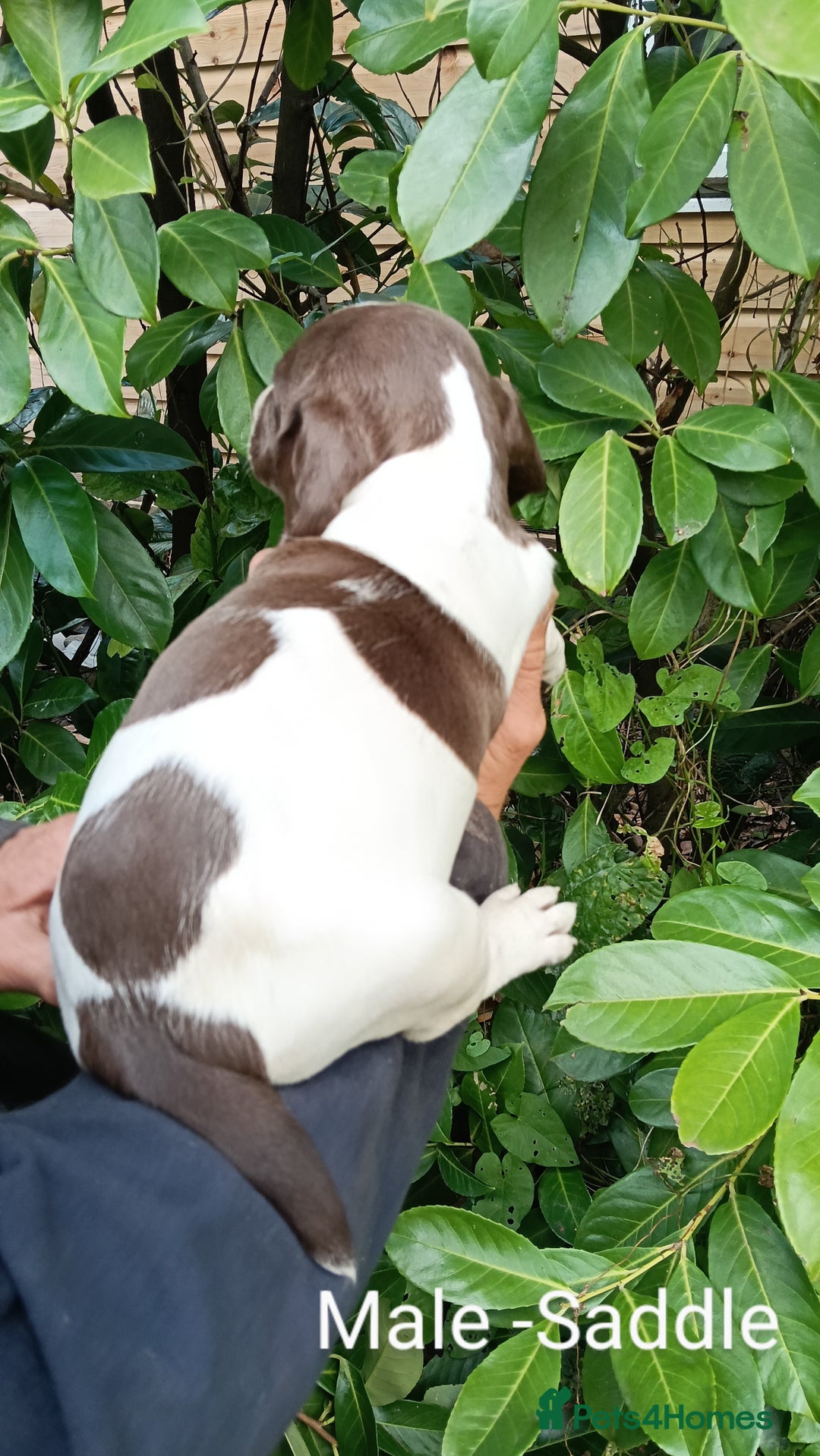 Mixed Breed dogs for sale: Fen Spaniels -Korthols x Eng Springer Spaniel  - Image 6