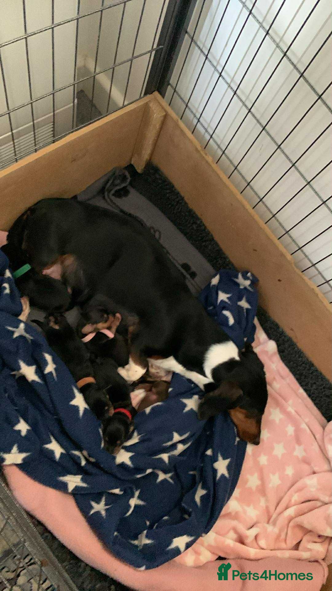 Miniature Dachshund dogs for sale: Miniature Dachshund's   - Advert 14