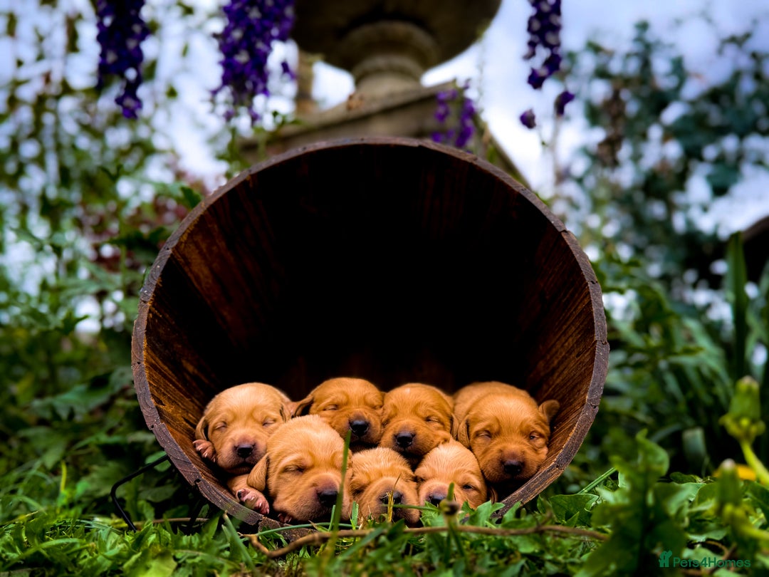 Goldador dogs for sale: Stunning Goldador Puppy’s DNA Clear KC Parents - Image 3