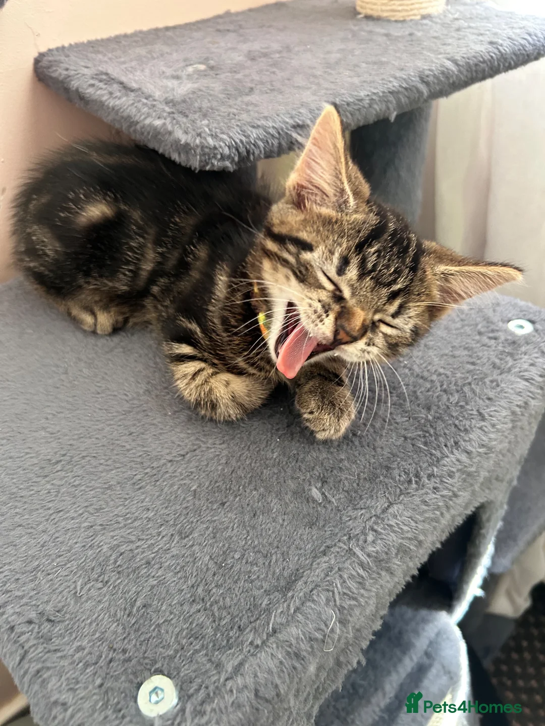 Domestic Shorthair cats for sale: Kitchen for sale  in Chesterfield - Advert 4