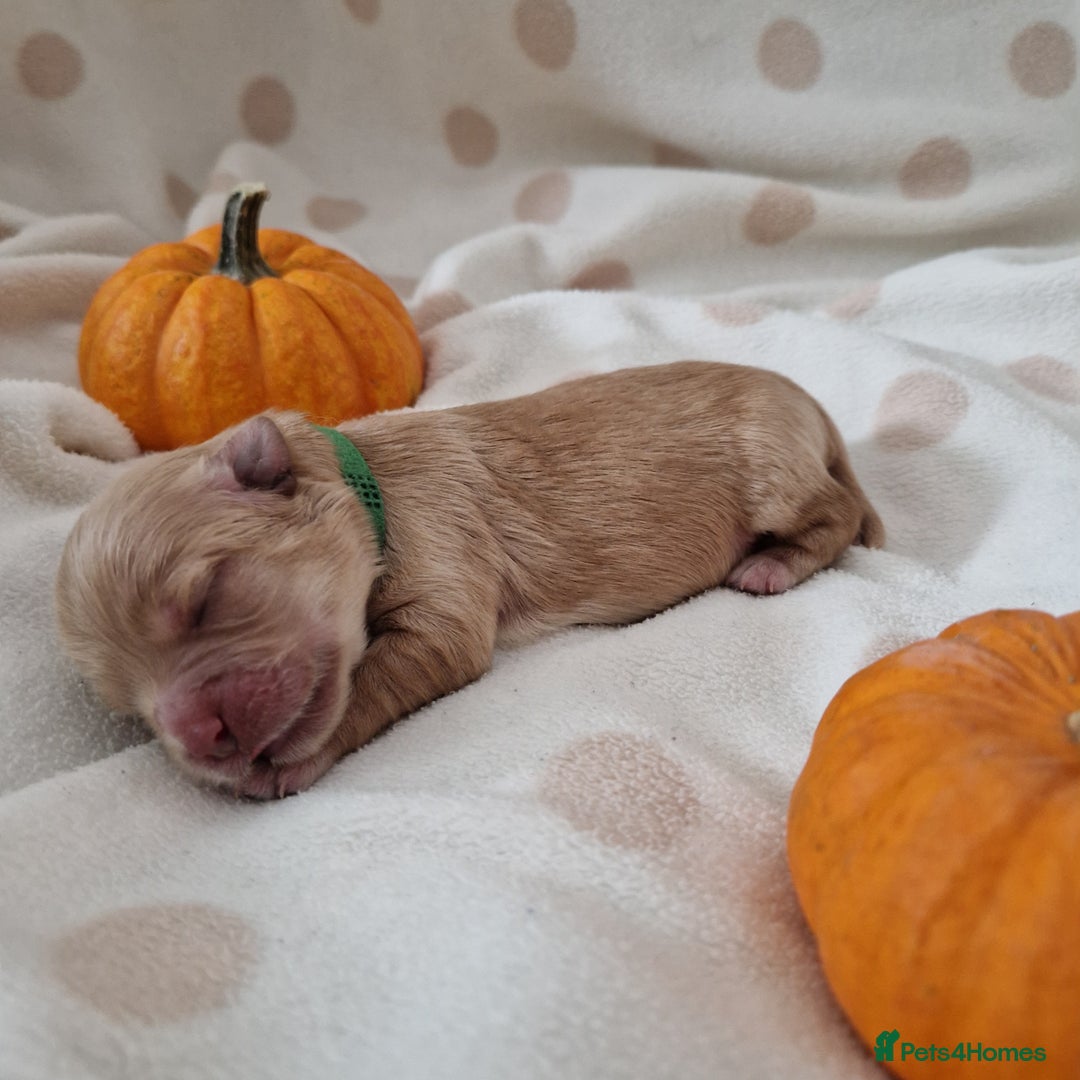 Maltipoo dogs for sale: 🐾✨️Beautiful Maltipoo Pups ready in December!🐾✨️ - Image 8