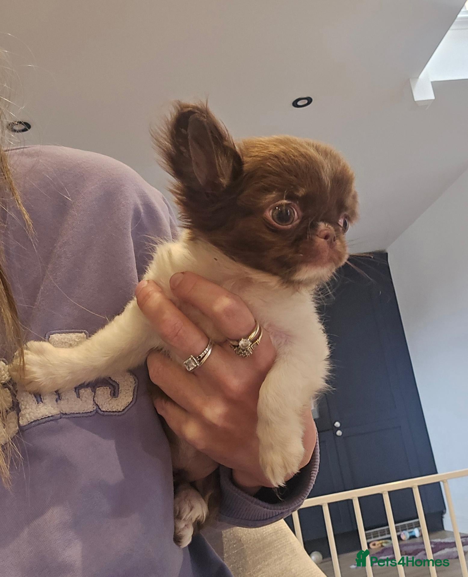 Chihuahua dogs XX quality chihuahua chocolate longcoat puppies XX - Advert 1