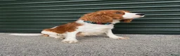 Cavapoo dogs for sale: F1 type Fox red & white Cavapoo Puppies  - Advert 6