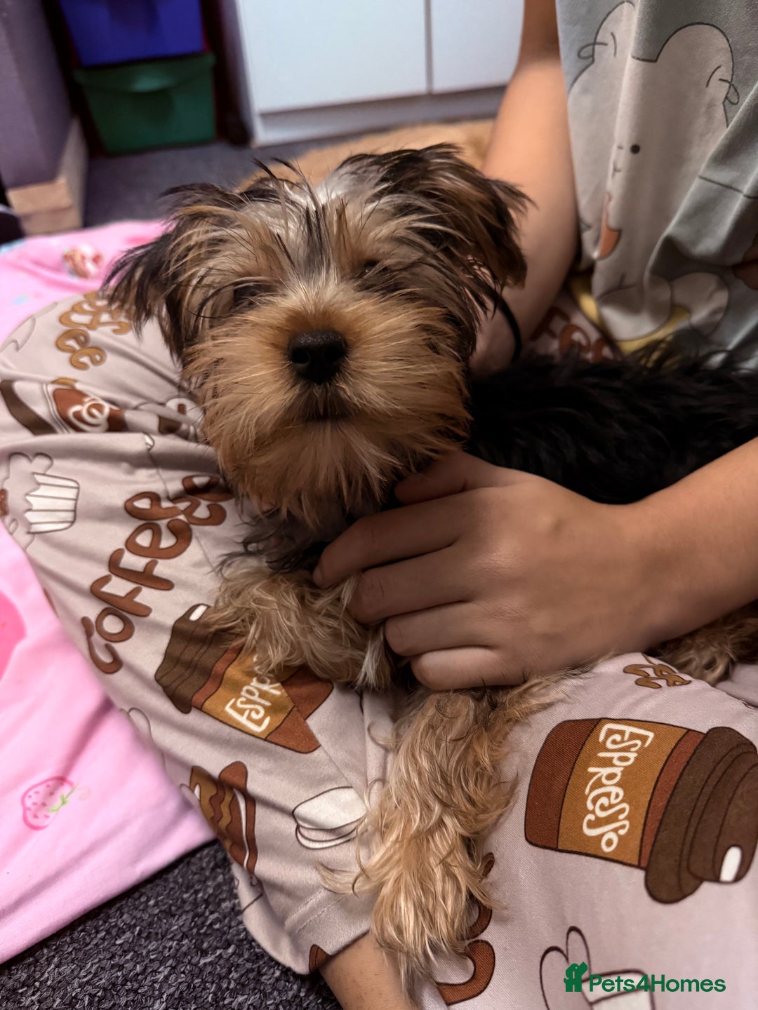 Yorkshire Terrier dogs for sale: Adorable Yorkshire Terrier girl puppies  - Image 11