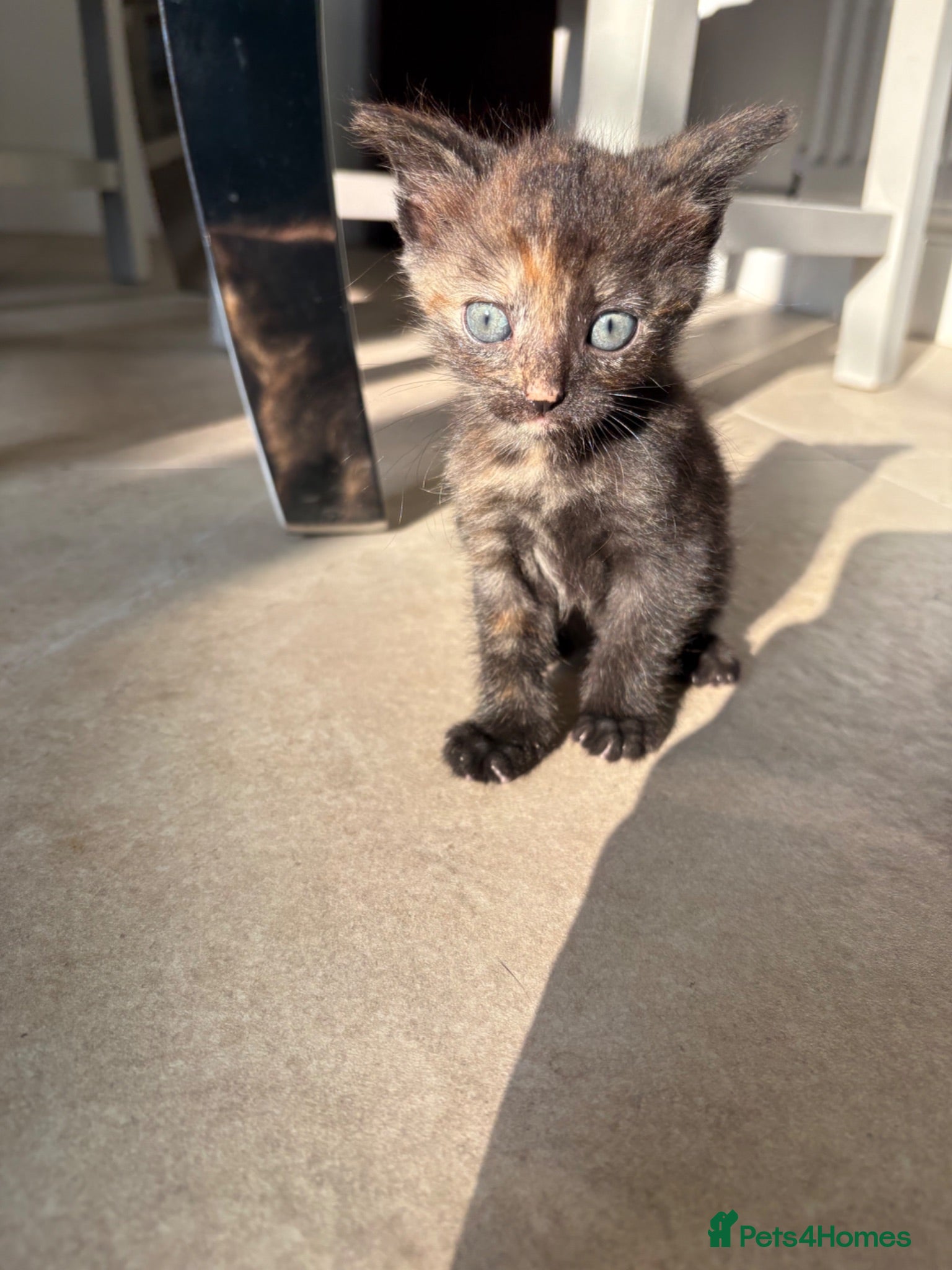 Mixed Breed cats 6 week old tortoiseshell kitten- pinky  - Advert 12