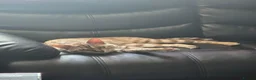 Bengal cats for stud:  Beautiful Snow Bengal called Snow - Advert 5