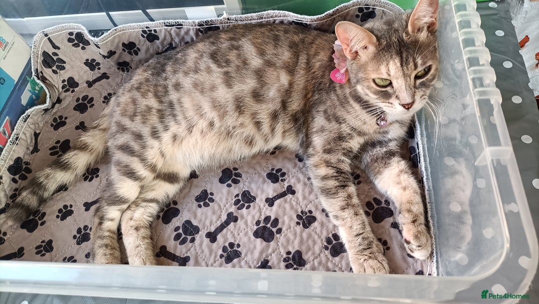 Bengal cats for sale: Bengal girl kitten  - Image 8