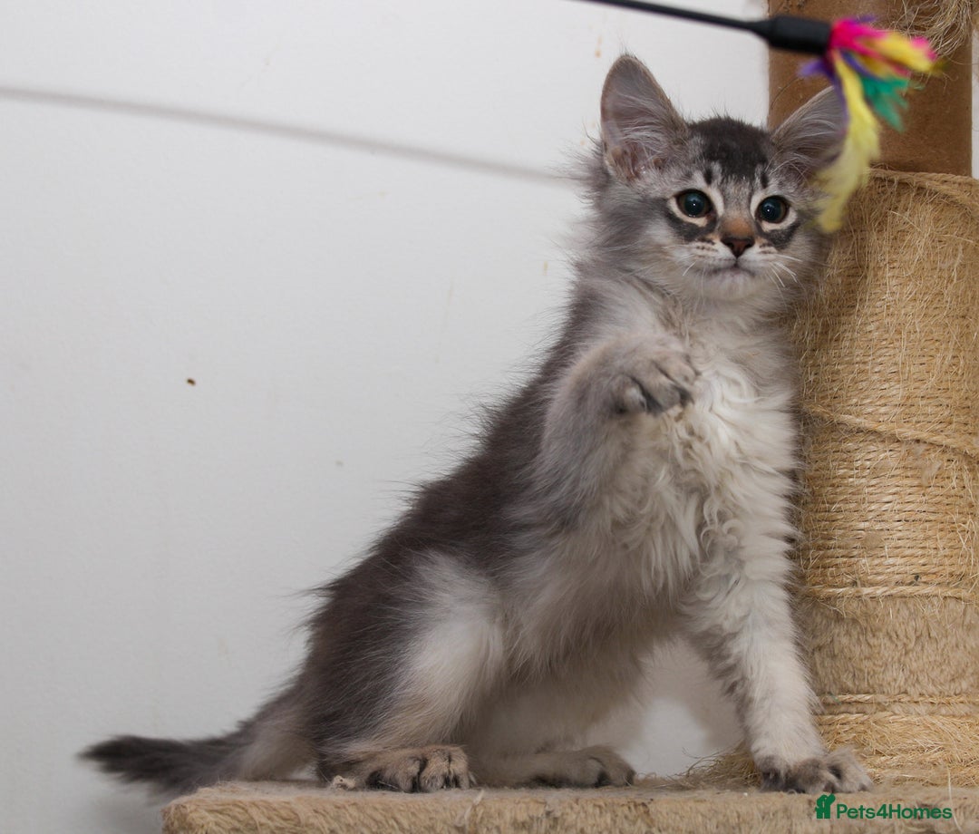 Somali cats for sale: Blue silver female Somali - Advert 9