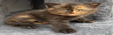 British Shorthair 1