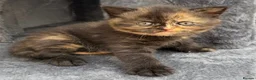 British Shorthair cats for sale: 2 BSH GIRLS - gccf reg - £700 for both together   - Advert 3