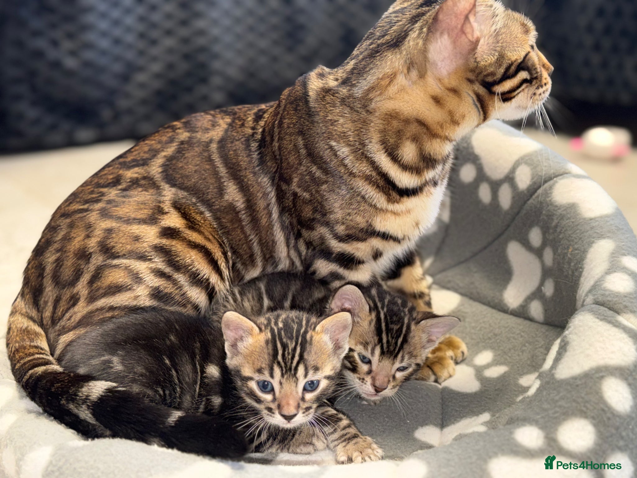 Bengal cats Unique Bloodline Bengals Tica Reg - Advert 9