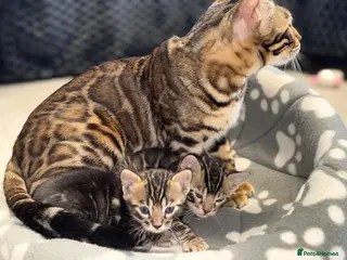 Bengal cats Unique Bloodline Bengals Tica Reg - Advert 1