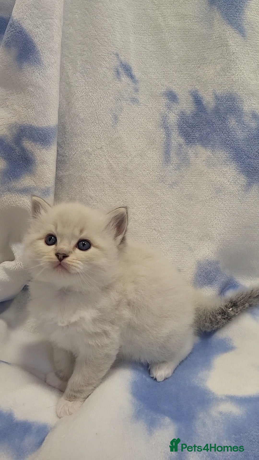 Ragdoll cats for sale: GCCF registered Males - Advert 3