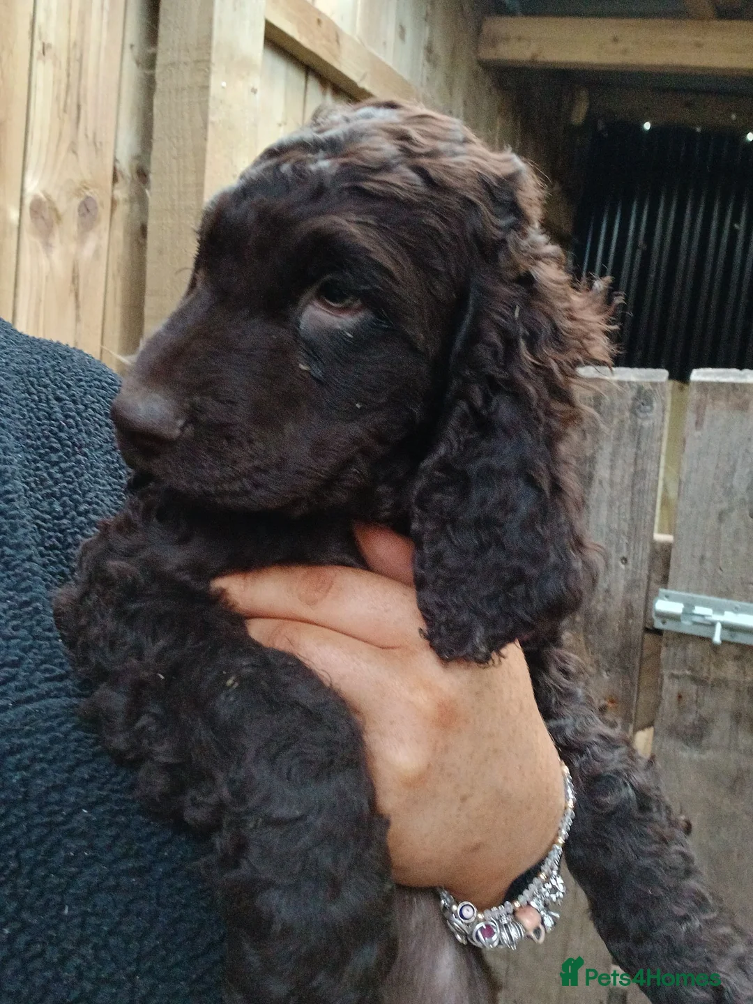 Irish Water Spaniel dogs for sale: Irish water spaniel  in Londonderry - Advert 2