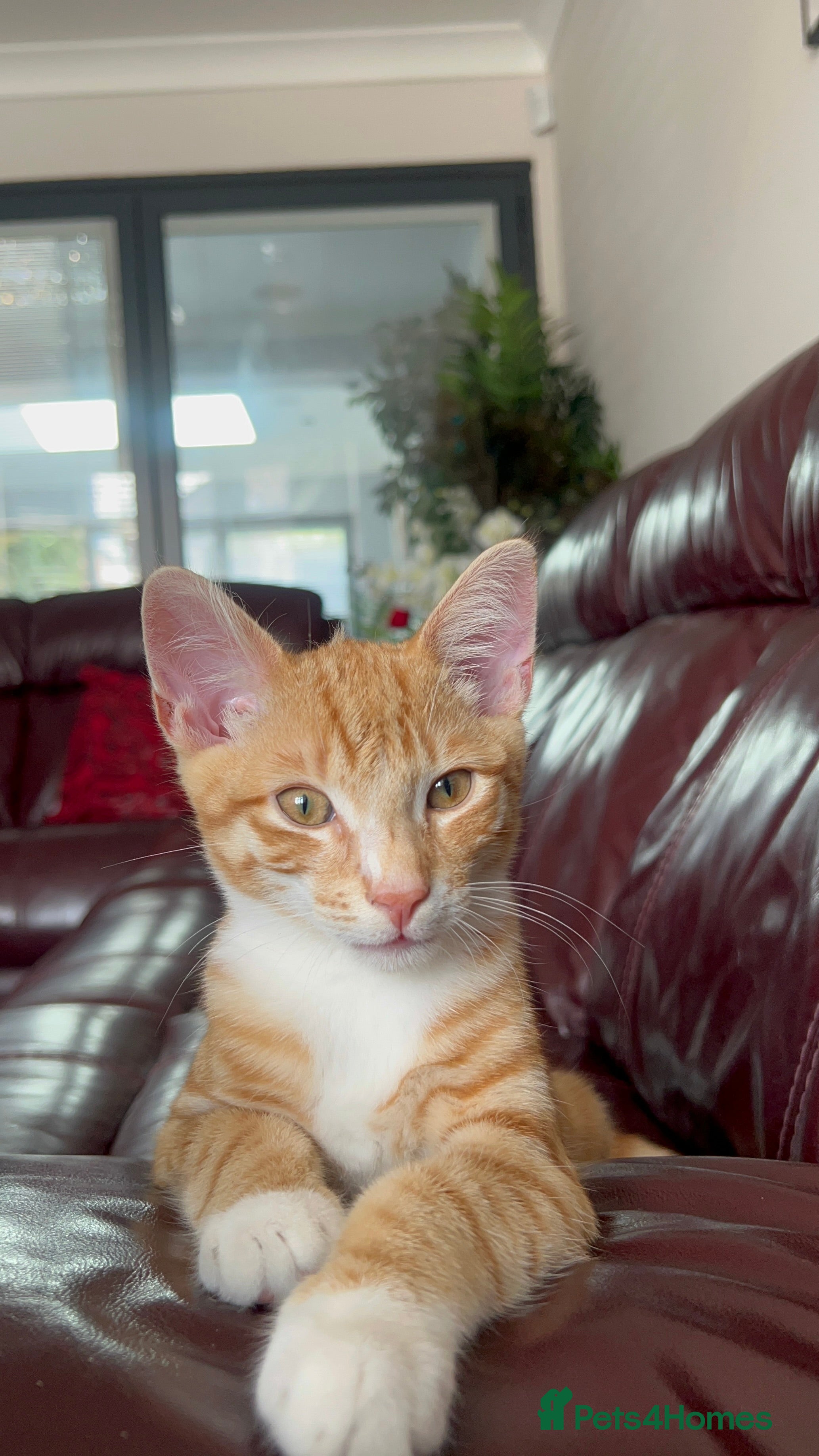 Domestic Shorthair cats Sweet Kitten Looking for a Loving Home  - Advert 1