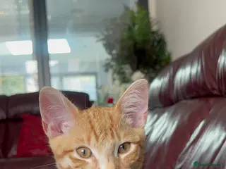 Domestic Shorthair cats Sweet Kitten Looking for a Loving Home - Advert 1