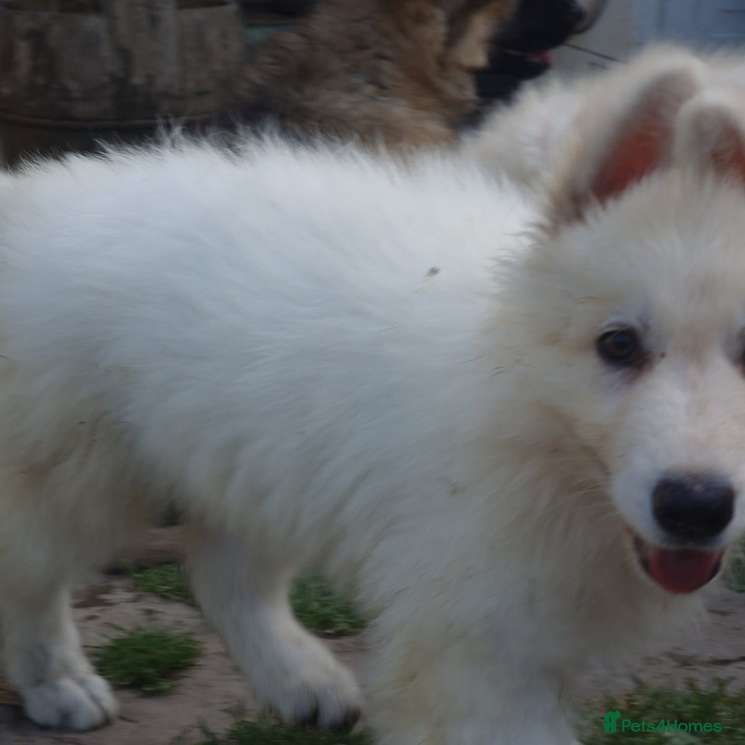 German Shepherd dogs for sale: Last white female German shepherd RTG in Nottingham - Image 7