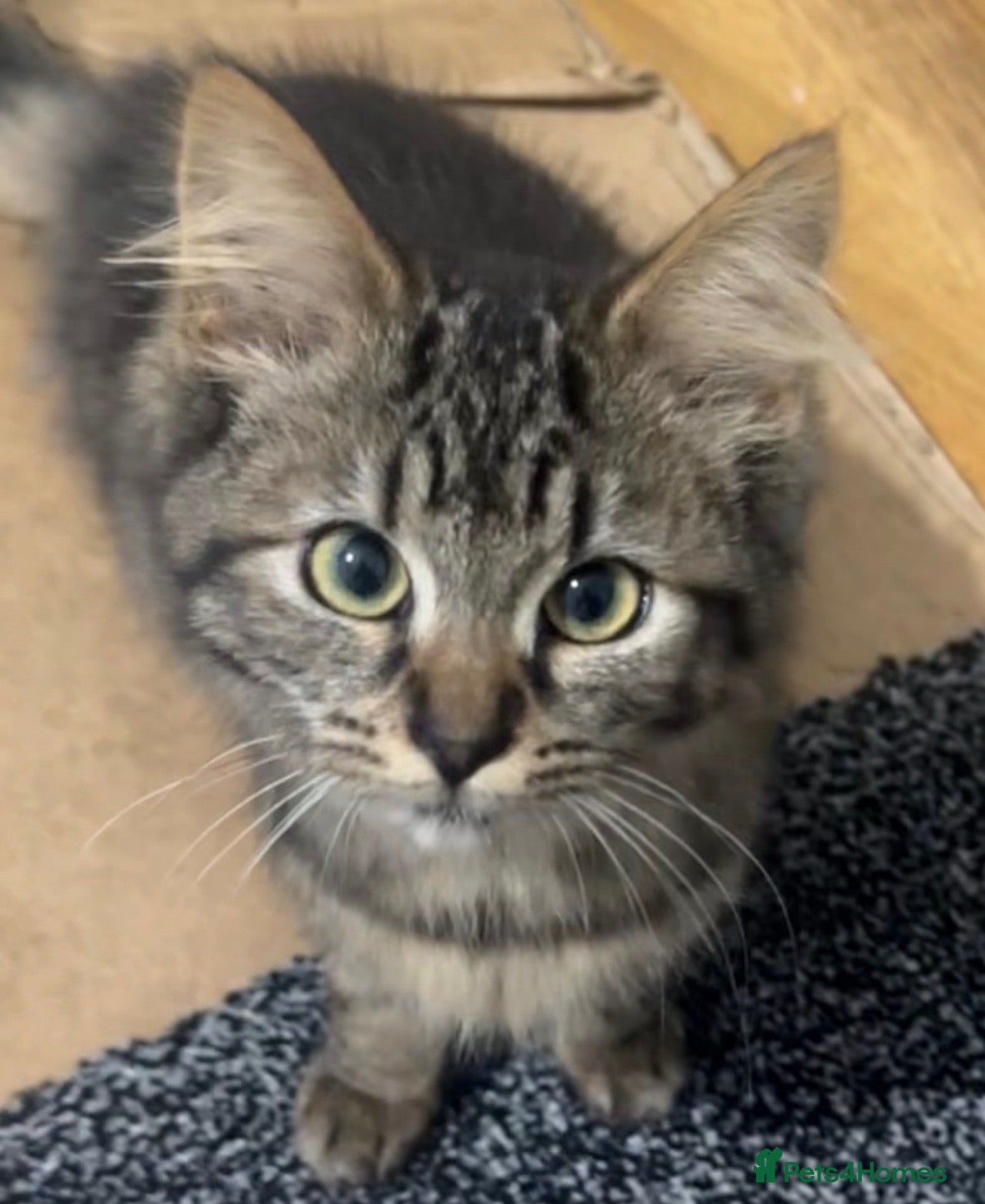 Mixed Breed cats Beautiful Kittens Looking for Loving Homes - Advert 7