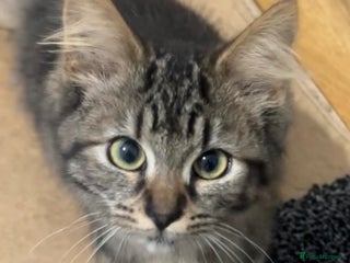 Mixed Breed cats Beautiful Kittens Looking for Loving Homes - Advert 1