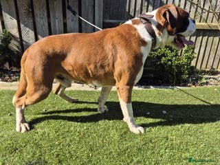 Boxer dogs FOR SALE Kc Reg and Heart Scored FOR SALE in Herne Bay - Advert 7