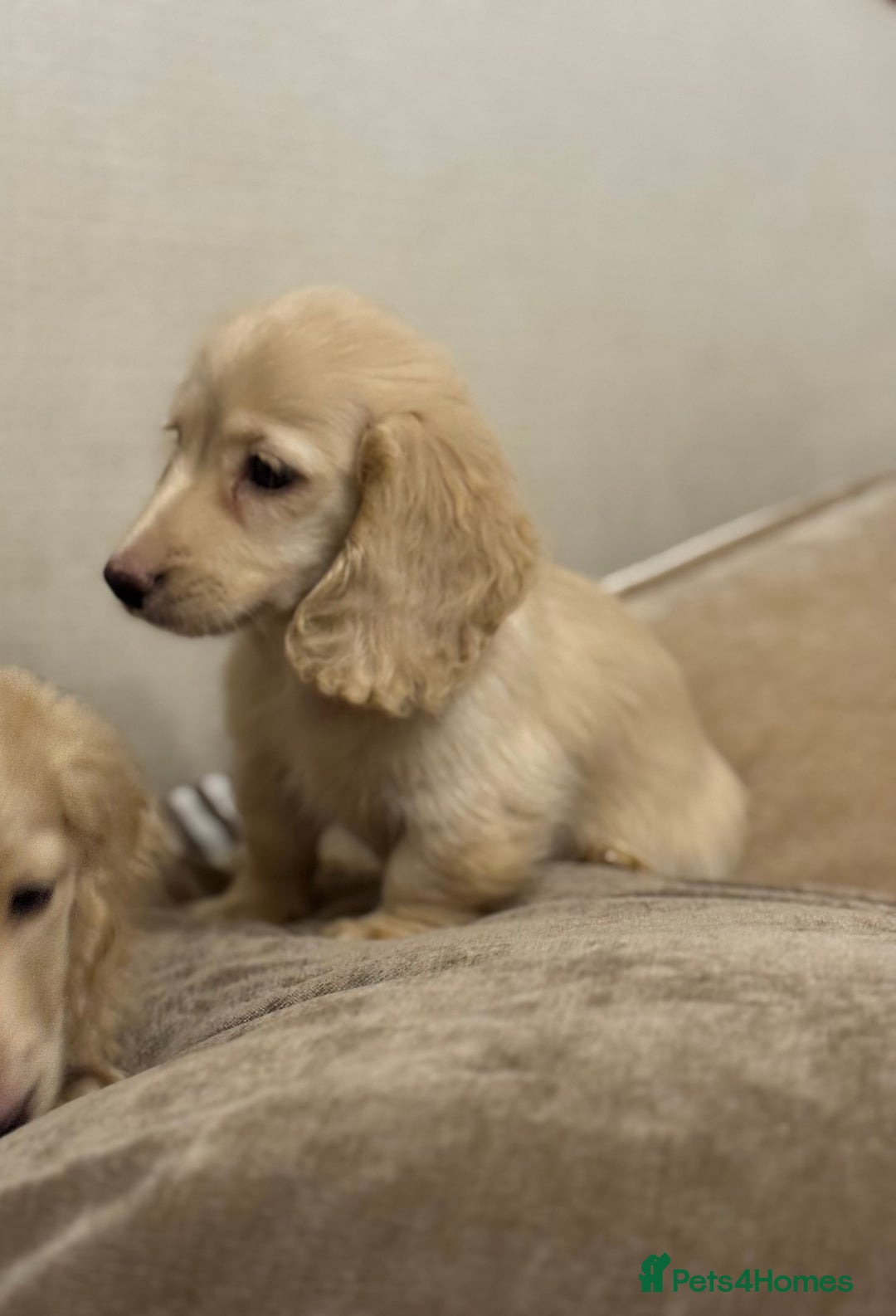 Miniature Dachshund dogs for sale: Two kennel club pra clear dachshund boys Longhair - Advert 10