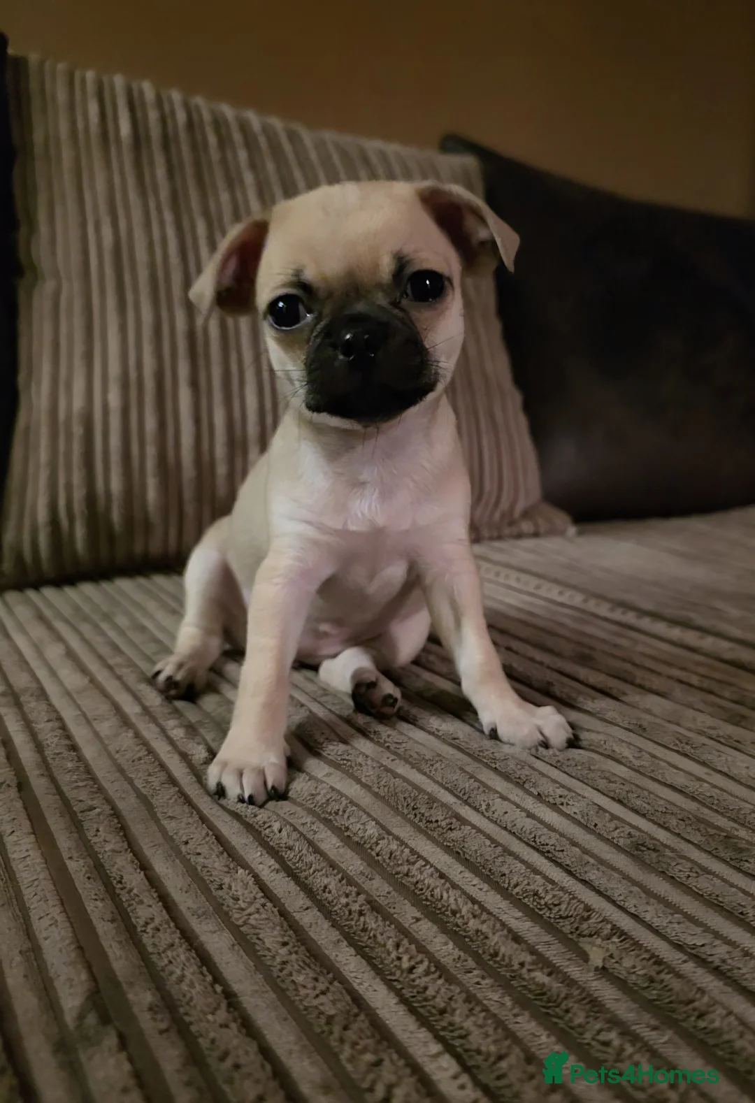 Chihuahua dogs for sale: 4 Gorgeous Chihuaha Puppies for sale - Advert 3