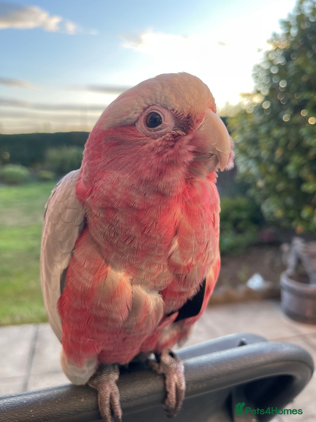 Cockatoo birds for sale: Baby Galah Cockatoo for Sale -  Sweet & Social - Image 2